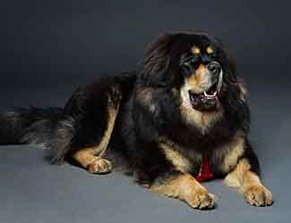 Tibetan Mastiff resting Tibetan Mastiff resting
