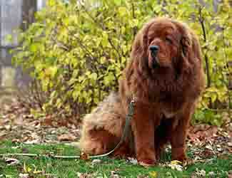 There's plenty to learn about Tibetan Mastiffs Brown Tibetan Mastiff