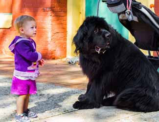 Tibetan Mastiff with little girl Tibetan Mastiff with little girl