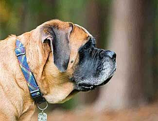 How to care for an English Mastiff