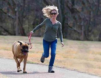 How much exercise does an English Mastiff need?