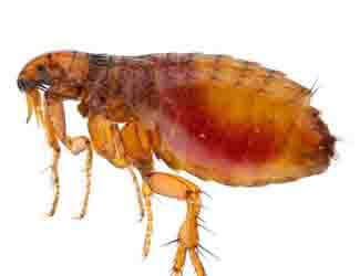 Flea and tick prevention in Mastiffs