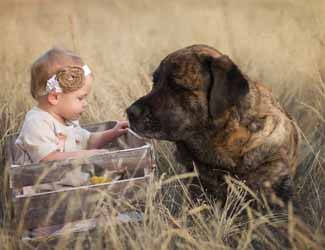 Are Mastiffs good with babies? Mastiff and Baby